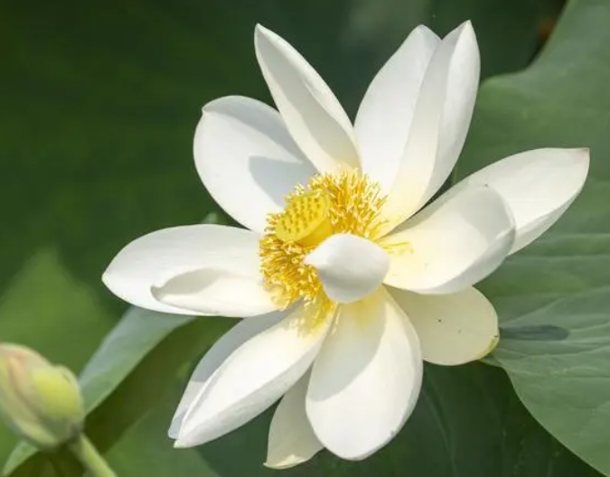 夏至当天吃什么最好 夏季养生方法有哪些(图1)