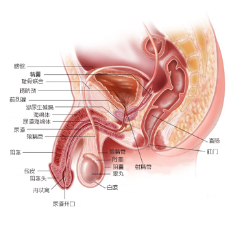 老公前列腺炎能备孕吗(图4)