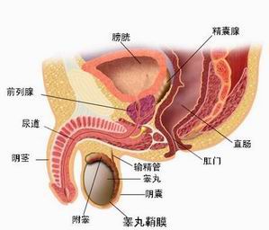 老公前列腺炎能备孕吗(图5)