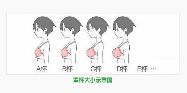 c罩杯有多大_C罩杯的尺寸标准(图6)