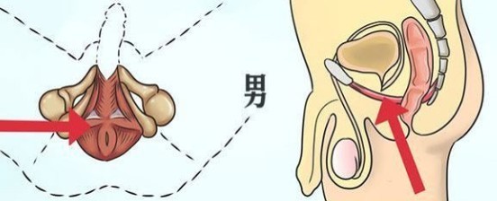 pc肌锻炼真的可以提高性功能(图1)