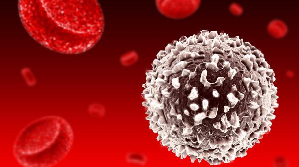 长期粒细胞高引起白细胞高(图2)