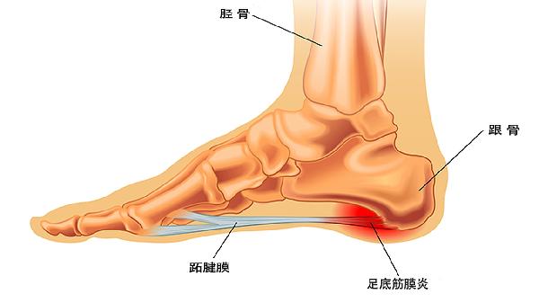 生长激素对骨骼线的影响(图1)