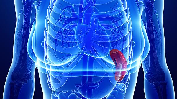 脾大和脾功能亢进是一回事吗(图1)