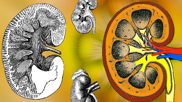 双肾萎缩还有救吗(图2)