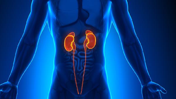 肾囊肿和肾积水的区别是什么(图2) 肾囊肿和肾积水的区别是什么(图2)