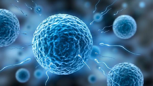 淋巴细胞百分比高是怎么回事(图1)