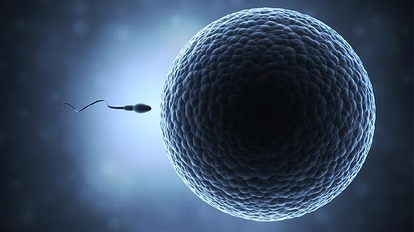 精子受精卵结合过程是什么(图2) 精子受精卵结合过程是什么(图2)