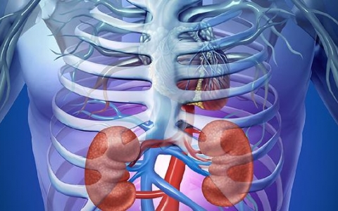 肾怎么补食疗方法怎么样