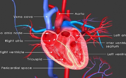 肝萎缩的发病原因有哪些
