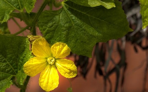 强直炎应怎么预防复发