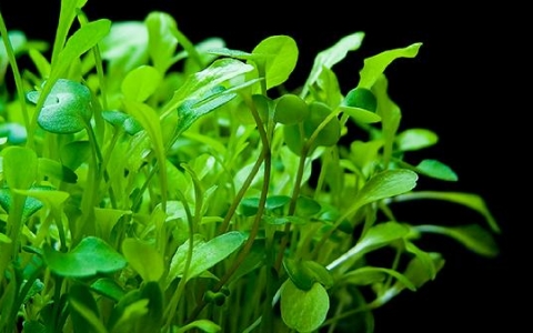 宝塔菜能降低血小板吗