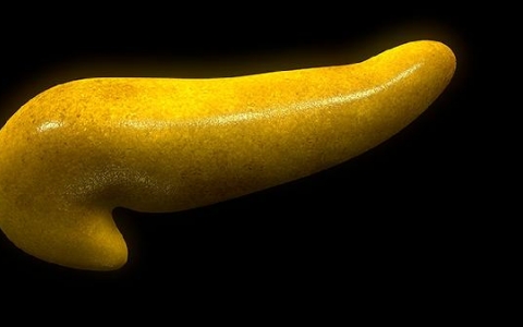 胆汁淤积是什么引起的为什么会全身痒