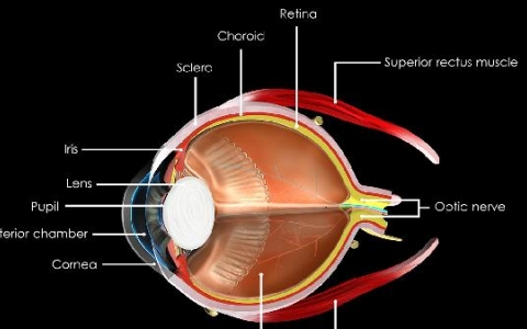 失明可以做手术吗