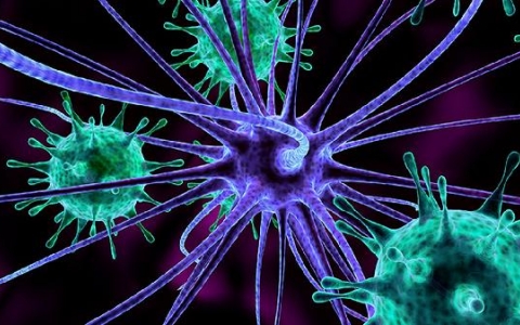 脾功能亢进主要减少的细胞有哪些