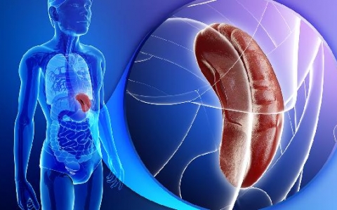 脾大的原因和危害分别是什么呢