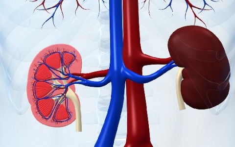 肾下垂怎么办恢复快一点