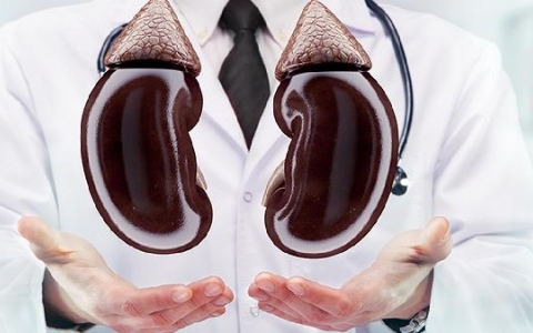 肾受损是什么原因造成的呢