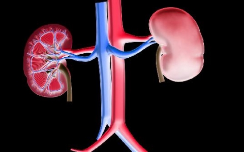 肾下垂怎么办恢复快点