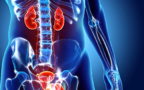 肾萎缩什么引起的