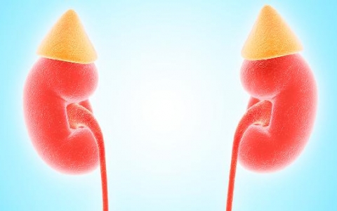 肾萎缩严重吗可以治疗吗