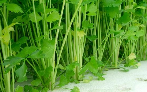 芹菜汁治便秘是加热喝还是生喝