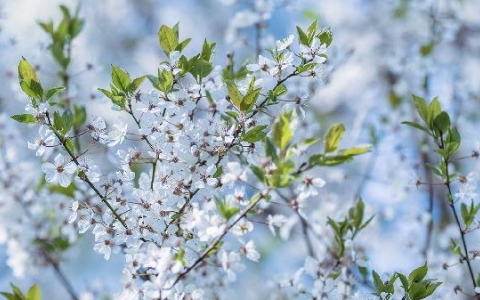 白梅花玫瑰花泡茶可以消除结节吗
